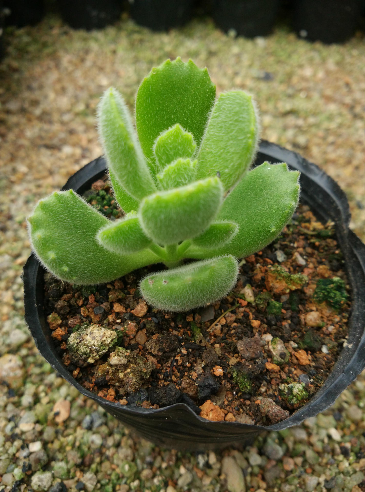 景天多肉植物批发熊童子熊爪子8片