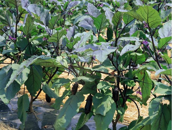 蔬菜种子 黑龙长茄子种子 早熟抗病 亩产8000斤左右 10克装