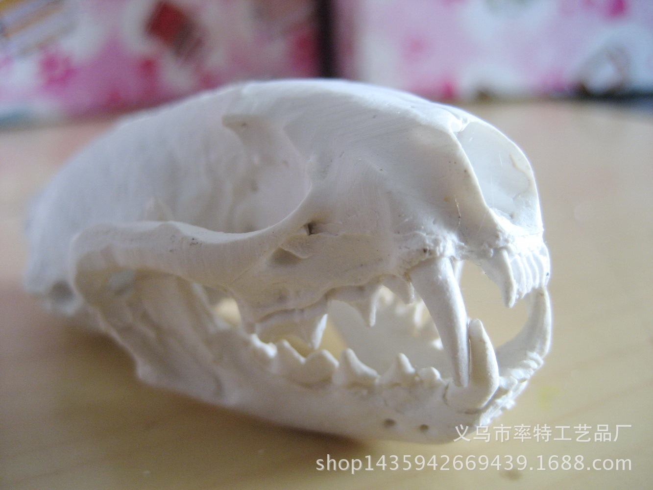 【黄鼠狼头骨模型 野生动物头骨高仿真模型 造景 素材 教学 摆件】浙