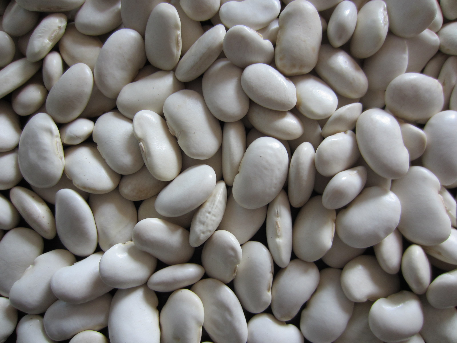 云南特产 批发厂家直供大白芸豆 45粒/100g的大白芸豆 优质