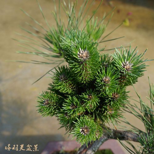 千寿丸 日本进口盆景 高端盆景 庭院客厅装饰盆景