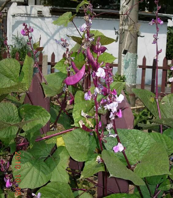 蔬菜种子 红福扁豆种子 红眉豆 晚熟 肉厚无筋 较耐热耐寒 15g/包