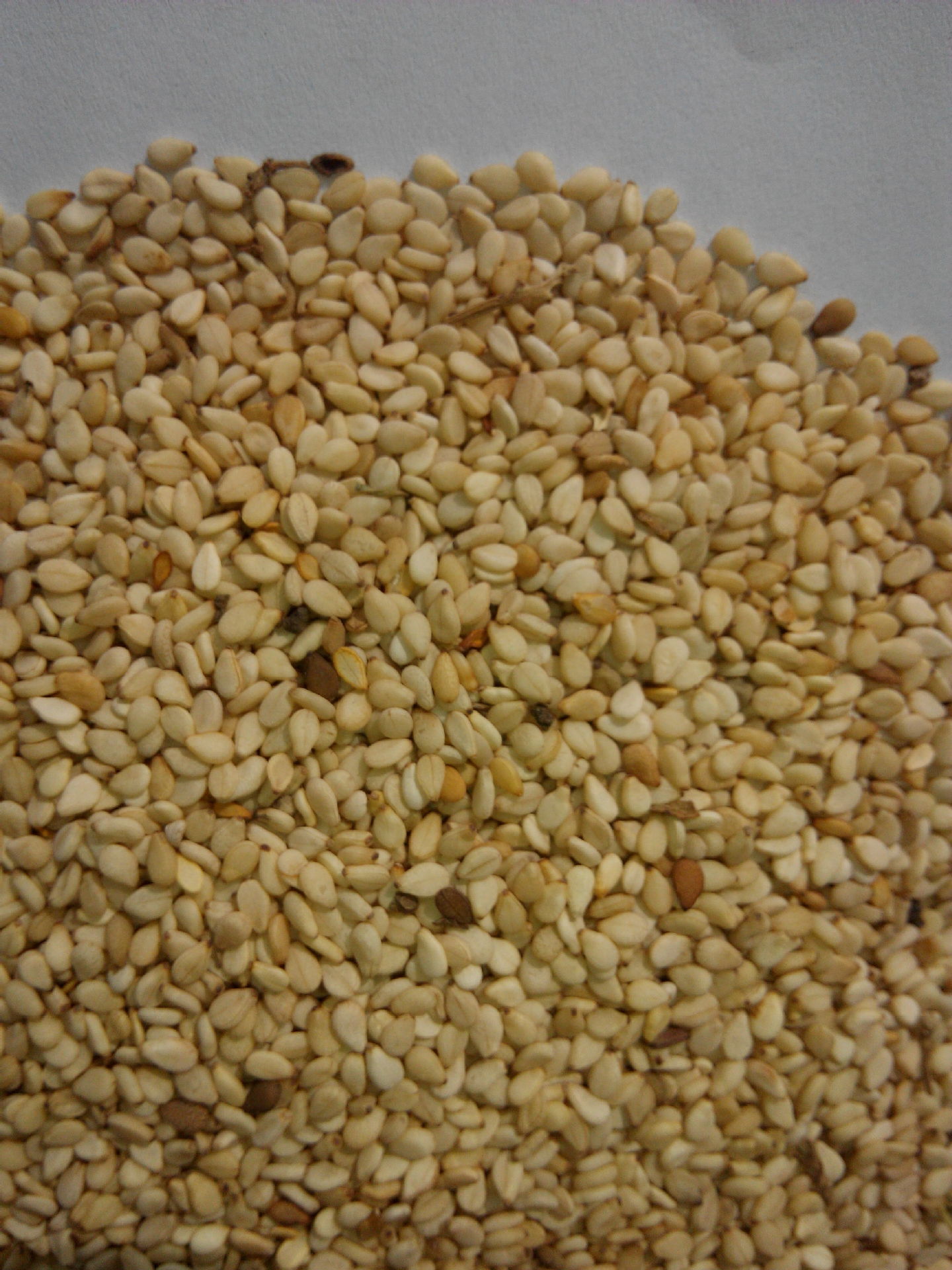 顶级进口白芝麻 生芝麻散装批发 榨油芝麻有机烘焙芝麻批发