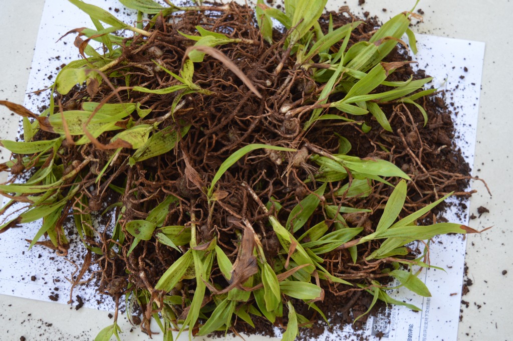 供应中药材白芨 白芨驯化苗 免费提供种植技术 招商加盟 包回收