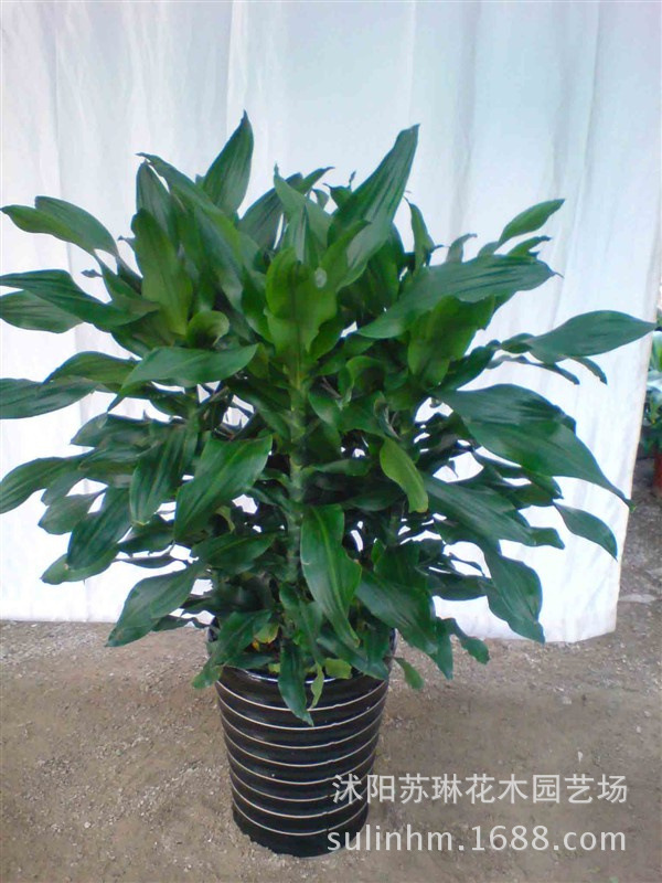 新品 巴西木 铁香龙血树 巴西美人室内风水高档盆栽水培瓶植物