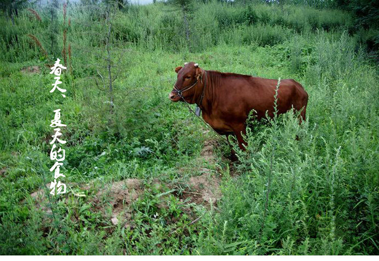 酒店餐饮类贵州高山养殖家畜有机健康黄牛本地农家喂养牛肉质鲜嫩
