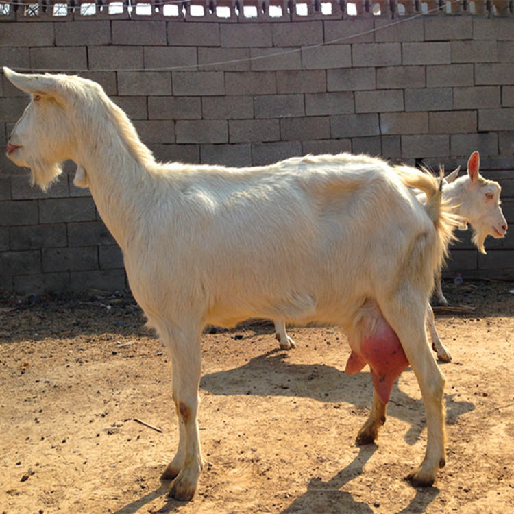 奶羊养殖效益分析