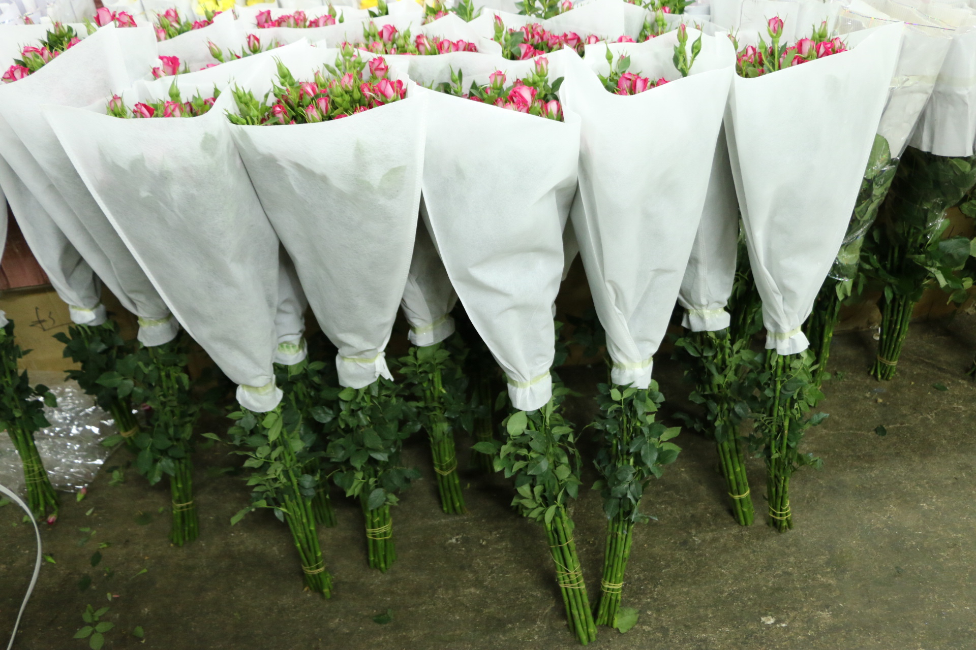 a-b-c 规格:一扎/10枝 高度:30-40厘米 状态:花苞 产地:云南昆明 包装