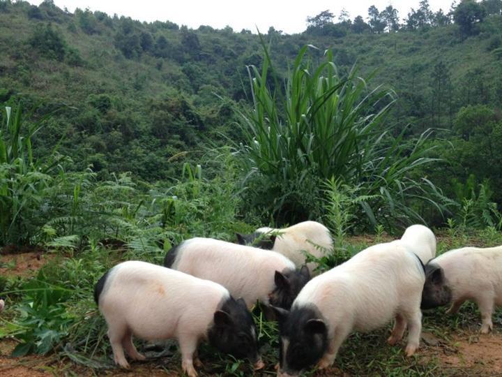 巴马春瑶腊香猪 广西巴马烤香猪 4斤