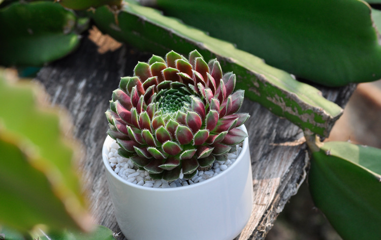 批发多肉植物批紫牡丹 植物多肉 肉肉植物批发 花卉绿植迷你.