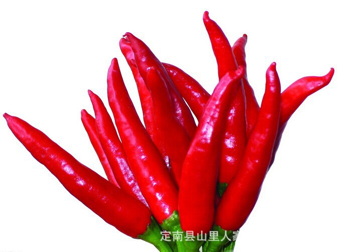 朝天椒 舌尖品种 干鲜食皆可 产量高 江西赣南特产