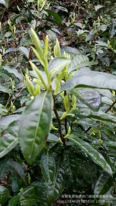 安徽茶苗哪里最好的?