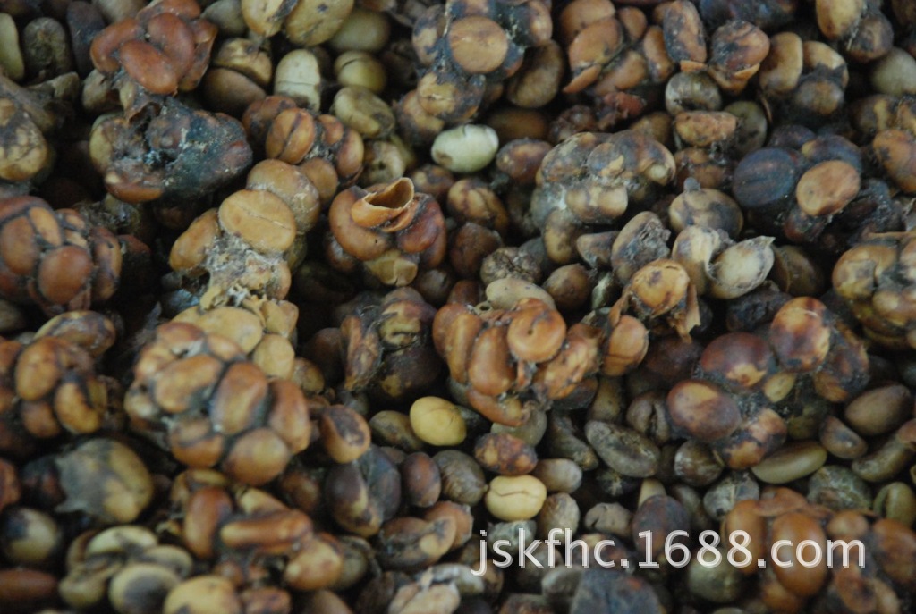 广东深圳印尼进口 猫屎咖啡豆 麝香猫咖啡kopi luwak 正宗野生100g