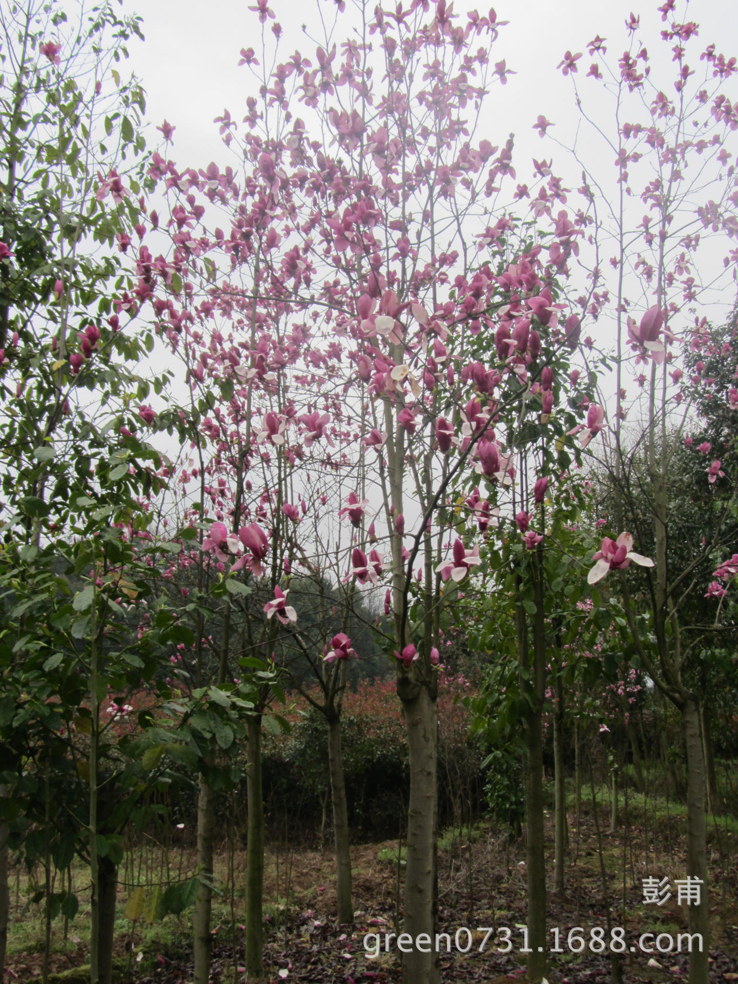红玉兰树的种植方法(红玉兰树的种植方法和技术)