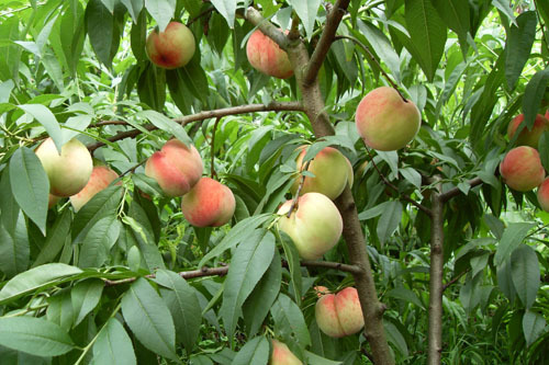 批发大量毛桃苗 厂家供应优质 高产量毛桃苗 量大新品种毛桃苗图片_3