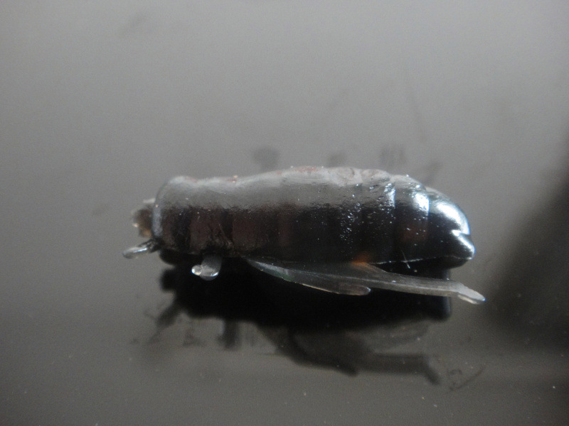 蟋蟀路亚仿生昆虫苍蝇蚂蚱蝗虫鲢鲫鲤鲢草鱼饵多色