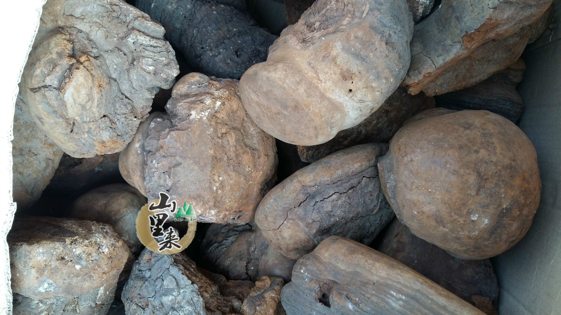 山里来 野生正宗桑树桑黄灵芝 越南桑黄灵芝 正品桑黄芝 出口装