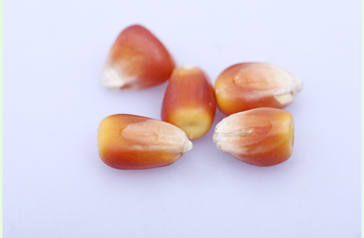 吉林四平长期低价批发供应玉米种子 利民3号 优质早熟高产玉米种 4400
