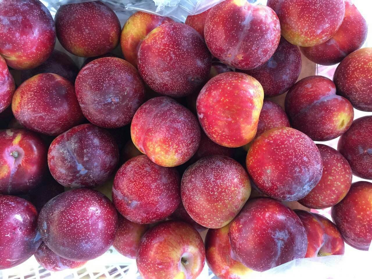 智利雪花李子 新鲜进口水果 桃驳李 鲜甜可口/全国直销 18斤/箱