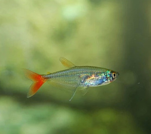 上海天天渔场大量批发热带鱼.红尾水晶