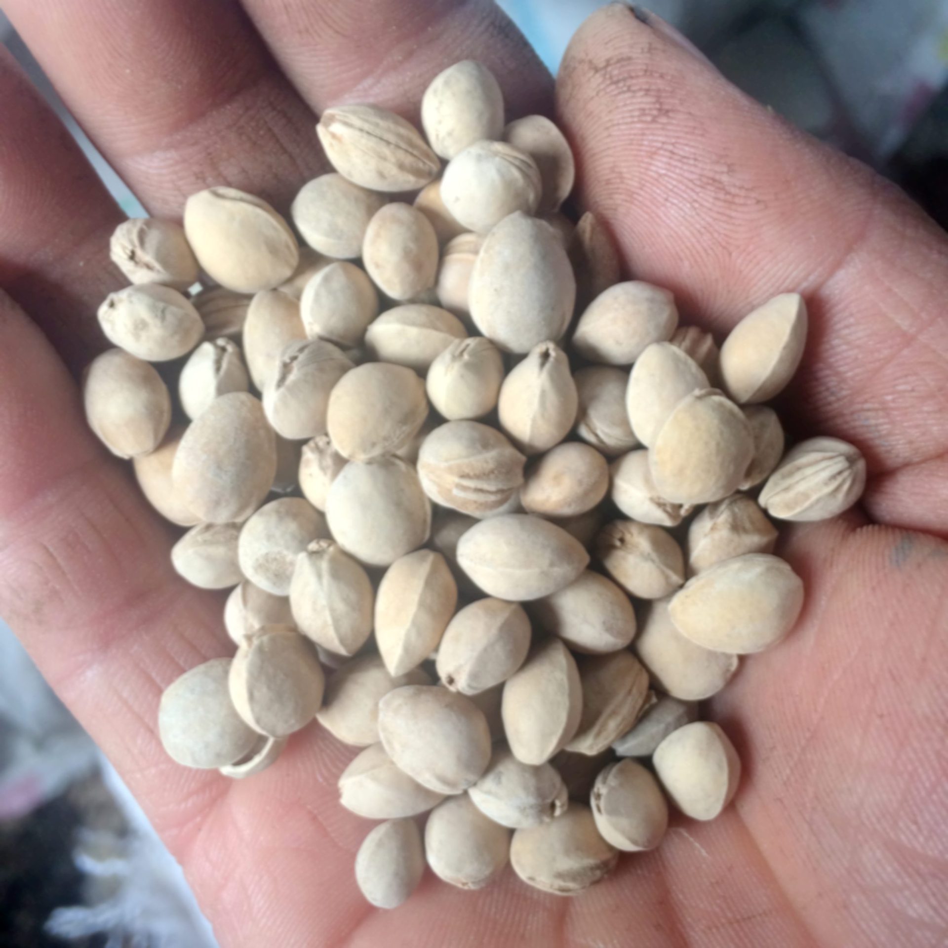 供应樱桃核比决明子更好的保健填充物颈椎枕填充物