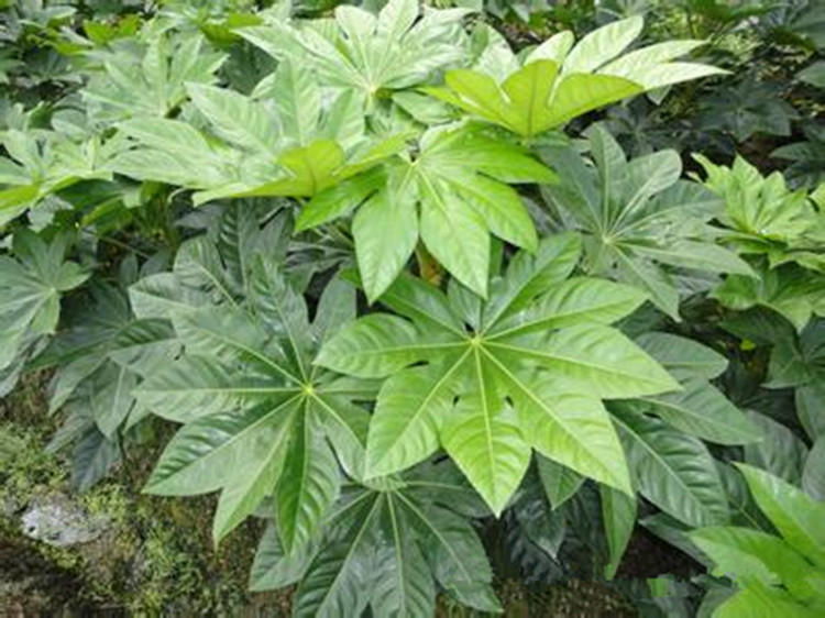 直销绿化苗木盆栽八角金盘苗八金盘八手树金刚纂耐阴掌柜推荐