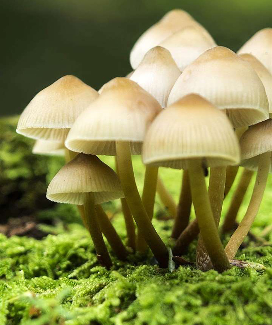 担子菌纲,子囊菌和担子菌,担子菌(第5页)_大山谷图库