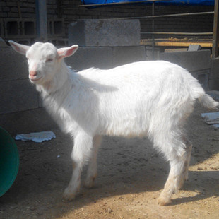 奶山羊常年供应 买奶羊 提供高产技术 可回收奶羊羔羊