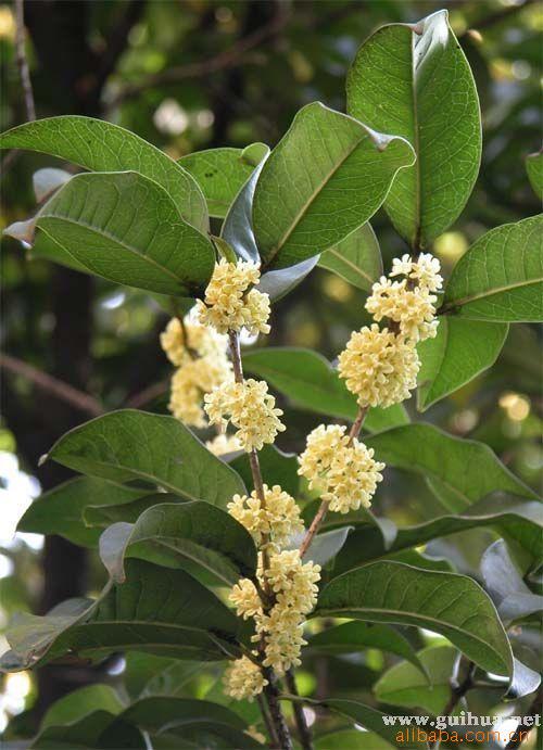 供应h300-34000p300-400的四季桂